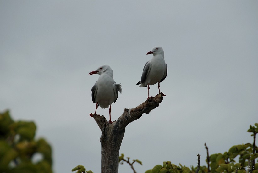 18- Couple de mouettes australiennes en alerte.JPG